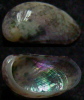 N°4188 // STOMATELLA AURICULA SSP. "Nelle-CALEDONIE" // GEM : 12,3mm  . - Seashells & Snail-shells