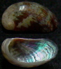 N°4193 // STOMATELLA AURICULA SSP. "Nelle-CALEDONIE"// GEM : GROS : 14,6mm  . - Seashells & Snail-shells