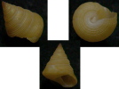 N°4196 //  CALLIOSTOMA  BOUCHETI  "Nelle-CALEDONIE" //  F++ : GEANT : 13,9mm  . - Seashells & Snail-shells