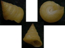 N°4196 //  CALLIOSTOMA  BOUCHETI  "Nelle-CALEDONIE" //  F++ : GEANT : 13,9mm  . - Coquillages