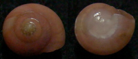 N°4198 //  UMBONIUM  VESTIARIUM  "Nelle-CALEDONIE" //  GEM : 9,7mm  . - Seashells & Snail-shells