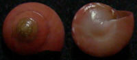 N°4202 //  UMBONIUM  VESTIARIUM  "Nelle-CALEDONIE" //  GEM : 10,6mm  . - Seashells & Snail-shells
