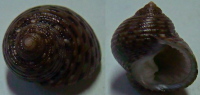 N°4205 //  MONODONTA  CANALIFERA  "Nelle-CALEDONIE" //  GEM : 13,6mm  . - Seashells & Snail-shells