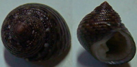 N°4206 //  MONODONTA  CANALIFERA  "Nelle-CALEDONIE" //  GEM : 15,6mm  . - Seashells & Snail-shells