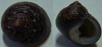 N°4207 //  MONODONTA  CANALIFERA  "Nelle-CALEDONIE" //  GEM : 15,8mm  . - Seashells & Snail-shells