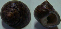 N°4208 //  MONODONTA  CANALIFERA  "Nelle-CALEDONIE" //  GEM : 16,6mm  . - Seashells & Snail-shells
