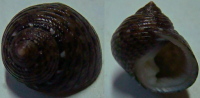 N°4209 //  MONODONTA  CANALIFERA  "Nelle-CALEDONIE" //  F+++ : 18mm  . - Seashells & Snail-shells