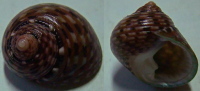 N°4210 //  MONODONTA  CANALIFERA  "Nelle-CALEDONIE" //  GEM : 18,4mm  . - Seashells & Snail-shells