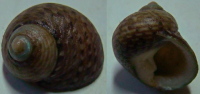 N°4211 //  MONODONTA  CANALIFERA  "Nelle-CALEDONIE" //  F++/F+++ : GROS : 19,6mm  . - Muscheln & Schnecken