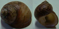 N°4213 //  MONODONTA  CANALIFERA  "Nelle-CALEDONIE" //  F+++ : GEANT : 24,4mm  . - Coquillages