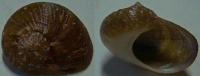 N°4214 // PSEUDOSTOMATELLA DECOLORATA SSP. "Nelle-CALEDONIE" //  F+++ : 16,5mm  . - Seashells & Snail-shells