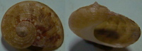 N°4215 // PSEUDOSTOMATELLA DECOLORATA SSP. "Nelle-CALEDONIE" //  GEM : 17,1mm  . - Seashells & Snail-shells