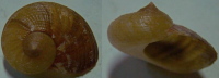 N°4216 // PSEUDOSTOMATELLA DECOLORATA SSP. "Nelle-CALEDONIE" //  GEM : GROS : 18,3mm  . - Seashells & Snail-shells
