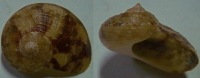 N°4217 // PSEUDOSTOMATELLA DECOLORATA SSP. "Nelle-CALEDONIE" //  GEM : GROS : 18,5mm  . - Seashells & Snail-shells