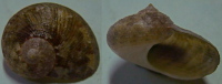 N°4218 // PSEUDOSTOMATELLA DECOLORATA SSP. "Nelle-CALEDONIE" // F+++/GEM : GROS : 18,7mm  . - Seashells & Snail-shells