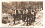 CASTETS DES LANDES .. ATTELAGE - Castets