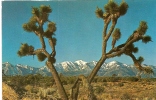 Carte Postale, Californie, Desrt, Josha Tree, Arbre - Death Valley