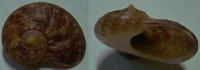 N°4219 // PSEUDOSTOMATELLA DECOLORATA SSP. "Nelle-CALEDONIE" // GEM : GROS : 19mm  . - Seashells & Snail-shells