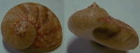 N°4222 // PSEUDOSTOMATELLA DECOLORATA SSP. "Nelle-CALEDONIE" // GEM : GEANT : 20,1mm  . - Seashells & Snail-shells