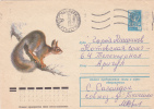 RUSSIA 1978 Cover Stationery With Animal Rodents,squirrel. - Roditori