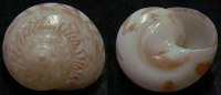 N°4224 //  ETHALIA  SP.  "Nelle-CALEDONIE" // GEM : GEANT : 17mm  . - Seashells & Snail-shells