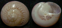 N°4231 //  ETHALIA  SP.  "Nelle-CALEDONIE" // GEM : GEANT : 17,8mm  . - Seashells & Snail-shells
