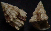 N°4232 //  TOSATROCHUS  ATTENUATUS  "Nelle-CALEDONIE" // F+++ : 18,6mm  . - Seashells & Snail-shells