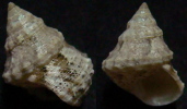 N°4234 //  TOSATROCHUS  ATTENUATUS  "Nelle-CALEDONIE" // F++/F+++ : GROS : 21,2mm  . - Muscheln & Schnecken