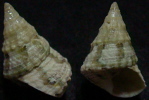 N°4238 //  TOSATROCHUS  ATTENUATUS  "Nelle-CALEDONIE" // F++ : GEANT : 24,6mm  . - Conchas Y Caracoles