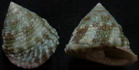 N°4242 //  TROCHUS  STELLATUS  "Nelle-CALEDONIE" // F+++ :  30,1mm  . - Seashells & Snail-shells