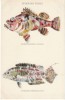 Hawaiian FIshes, #144/1 Tropical Fish Art,  C1900s/10s Vintage Postcard - Altri & Non Classificati