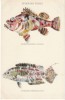 Hawaiian FIshes, #144/1 Tropical Fish Art,  C1900s/10s Vintage Postcard - Other & Unclassified