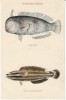 Hawaiian FIshes, #144 Tropical Fish Art,  C1900s/10s Vintage Postcard - Other & Unclassified