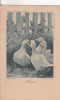 B27507 Illustration Richard Wagenr Duck Oiseaux Kaltsch Not Used Perfect Shape - Wagner, Richard