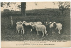 Agneaux Et Agnelles Merinos Malgaches Bergeries De La Pommeraie Versailles Mouton Noir - Madagascar