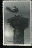 Delcampe - Bas Rhin Saverne Carte Photo Nid De Cigognes - Saverne
