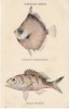 Hawaiian FIshes, #147 Tropical Fish Art,  C1900s/10s Vintage Postcard - Other & Unclassified