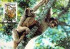BRESIL      WWF CARTE MAXIMUM NUM.YVERT 582  PROTECTION DE LA NATURE  SINGE  MURIQUI - Maximumkaarten