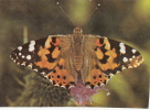 Tzs4771 Papillons Butterfly Not Used Perfect Shape - Schmetterlinge