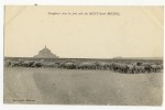 LE MONT ST MICHEL  - Troupeaux  Dans Les Prés Salés Du Mont St Michel. - Le Mont Saint Michel