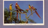 Etats- Unis - Macaws At Miami's Beautiful Parrot Jungle - Miami