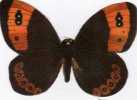 N° 5 - Biscottes  PARE  -  Papillon Satyre Evias - Animals