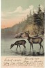 Maine Woods Wildlife, Deer, Undivided Back C1900s Vintage Postcard - Autres & Non Classés