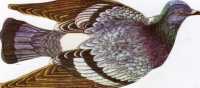 N° 20 - Biscottes  PARE  - Toulouse -  Oiseaux -  Pigeon Biser- Publicité Par L´enfant - Lacroix Et Lebeau - Animali