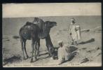 466  -  Désert Du SAHARA  --  Chamelier Faisant Manger Les Chameaux - Sahara Occidental
