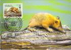 DOMINICAINE REPUBLIQUE   WWF CARTE MAXIMUM NUM.YVERT  1145  PROTECTION DE LA NATURE  SOLENODONTE - Maximum Cards