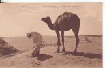 75te-Costumi-Costumes-Religioni-1902-Deserto Sahara-Preghiera Del Cammelliere-affrancat A 5c.Francia - Westsahara