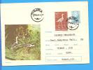 Birds, Bird Of The Delta ROMANIA Postal Stationery  Cover 1971 - Cigognes & échassiers