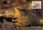 EQUATEUR GALAPAGOS   WWF CARTE MAXIMUM NUM.YVERT 1241   ANNEE 1992  PROTECTION DE LA NATURE IGUANE - Maximumkarten