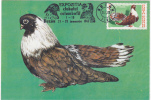 Bird Pigeon 1981 Rare,CM,maxicard, Cartes Maximum, Romania. - Pigeons & Columbiformes